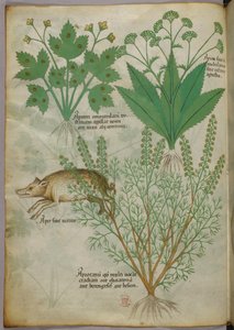 Botanische illustratie van planten en een zwijn, ca. 1440 (inkt en kleur op perkament)