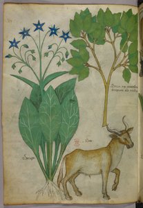 Botanische illustratie van planten en een stier, ca. 1440 (inkt en kleur op perkament)