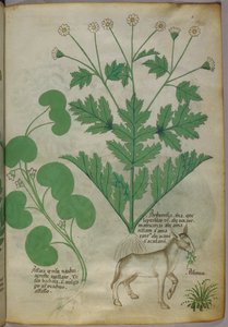Botanische illustratie van planten en een ezel, ca. 1440 (inkt en kleur op perkament)