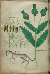 Botanische illustratie van planten en een panter, ca. 1440 (inkt en kleur op perkament)