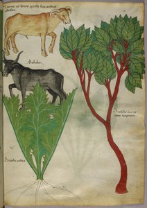 Botanische illustratie van planten en stieren, ca. 1440 (inkt en kleur op perkament)