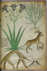 Botanische illustratie van planten, vogels en geiten, ca. 1440 (inkt en kleur op perkament)