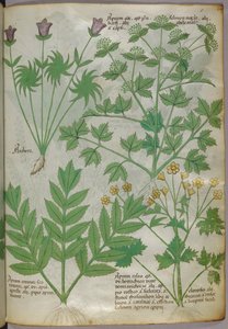 Botanische illustratie van planten, ca. 1440 (inkt en kleur op perkament)