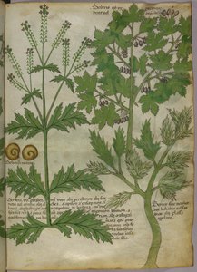 Botanische illustratie van planten, ca. 1440 (inkt en kleur op perkament)