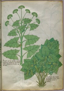 Botanische illustratie van planten, ca. 1440 (inkt en kleur op perkament)