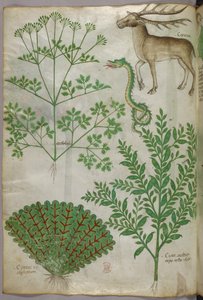 Botanische illustratie van planten, een slang en een hert, ca.1440 (inkt en kleur op perkament)