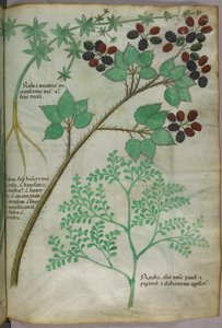 Botanische illustraties van meekrap [rubea]; braam [rubus]; wijnruit [ruta], ca.1440 (inkt  kleur op perkament)