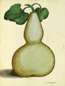 Kalebas door Ulisse Aldrovandi