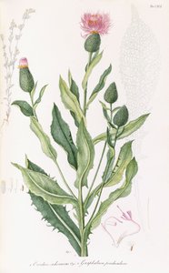 Cardus cichoraceus en Gnaphalium penduculare, 1811-1838