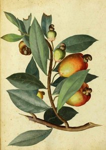 Cashew door Ulisse Aldrovandi