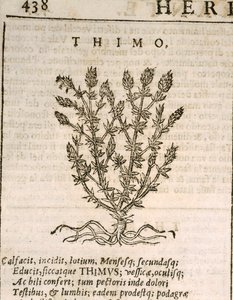 Echte Tijm (Thymus vulgaris), gravure door Castore Durante door Italian School