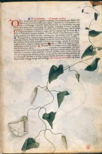 Windekruidplant, illustratie uit 