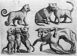 Verschillende soorten monsters: katten en koeien met meerdere lichamen. Gravure uit 