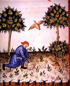 Fol.66v Verzamelen van Patrijzen Eieren, illustratie uit 