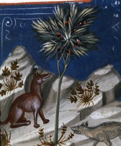 Vos en een wolf, illustratie uit "Codex Justianus", 1350