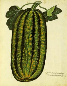 Groene langwerpige pompoen, gepubliceerd in Piante Fiori Frutti door Italian School