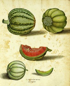 Erfstuk pompoen door Ulisse Aldrovandi door Italian School