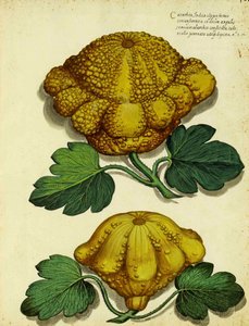 Erfstuk pompoen door Ulisse Aldrovandi door Italian School