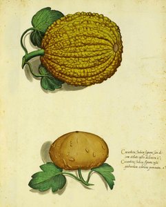 Erfstuk Pompoen door Ulisse Aldrovandi