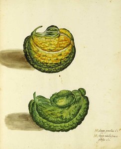 Erfstuk Pompoen door Ulisse Aldrovandi door Italian School