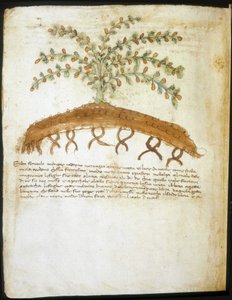 Herbarium van de 14e eeuw. Gemeentelijke bibliotheek van Rimini door Italian School