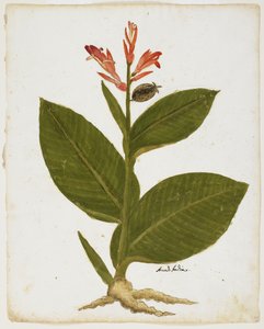 Indisch Schot (Canna indica)