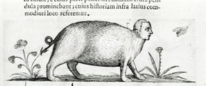 De manticore - in 