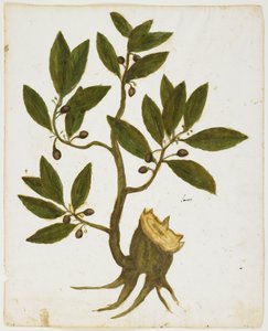 Laurierboom (Laurus nobilis)