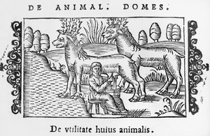 Melken van rendieren, illustratie uit Historia de Gentibus Septentrionalibus door Olaus Magnus (1490-1558), gepubliceerd in Rome, 1555 door Italian School