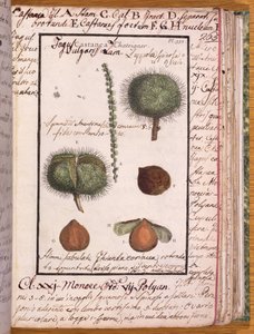 Kastanje, uit Dizionario di Botanica door Italian School