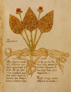 Ms 1591 Fol.19r Herba Teoderis door Italian School