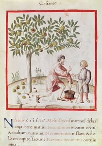 Ms 3054 fol.31 Kastanjes oogsten en koken, uit 