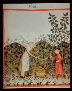 Nova 2644 f.32r Dille verzamelen, Tacuinum Sanitatis Codex Vindobonensis door Italian School