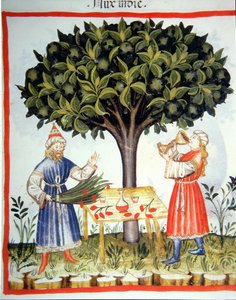 Nova 2644 fol.14r Nootmuskaat Verzamelen, uit Tacuinum Sanitatis