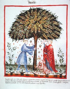 Jujubes verzamelen, uit Tacuinum Sanitatis Codex Vindobonensis door Italian School