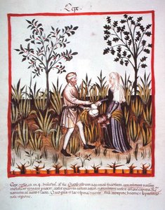 Nova 2644 fol.25v Uien Oogsten, uit Tacuinum Sanitatis Codex Vindobonensis door Italian School