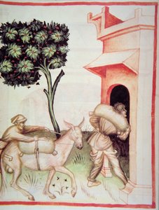 Nova 2644 fol.91v Olijfolie: het transporteren van de olijven, uit Tacuinum Sanitatis
