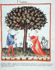 Nove 2644 fol.10v Walnoten Verzamelen, uit Tacuinum Sanitatis Codex Vindobonensis door Italian School