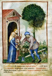 Olijfolie, miniatuur uit Tacuinum Sanitatis, Latijnse editie