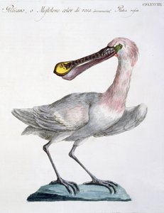 Pelicaan, ca. 1767-76