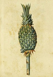 Ananas door Ulisse Aldrovandi door Italian School