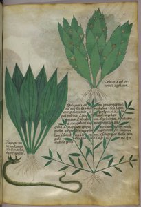 Planten met grote brede bladeren. Een slang, ca. 1440 (inkt en kleur op perkament) door Italian School