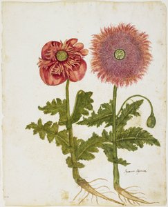 Klaprozen (Papaver spp.)