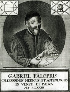 Portret van Gabriel Fallopius (1523-62) door Italian School