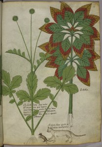 Planten, uit een kruidenboek, ca.1440 door Italian School