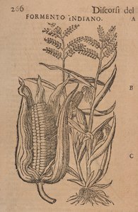 Toespraken van M. P. A. Matthioli, gecorrigeerd en aangevuld. Met figuren getekend van natuurlijke, levende planten en dieren, in een veel groter aantal dan de anderen later gedrukt, p.266