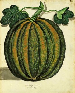Pompoen, gepubliceerd in Piante Fiori Frutti door Italian School