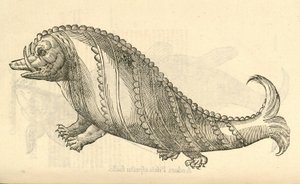Illustratie van Aper Marinus Cetaceus uit Aldrovandis Geschiedenis van Monsters, 1642