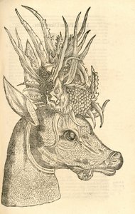 Illustratie van Capreolus Polyceros uit Aldrovandi