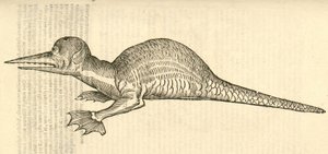 Illustratie van Draco marinus monophthalmos bipes uit Aldrovandis Geschiedenis van Monsters, 1642 door Italian School